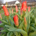 Tulipa fosteriana 'Madame Lefeber' PB 6